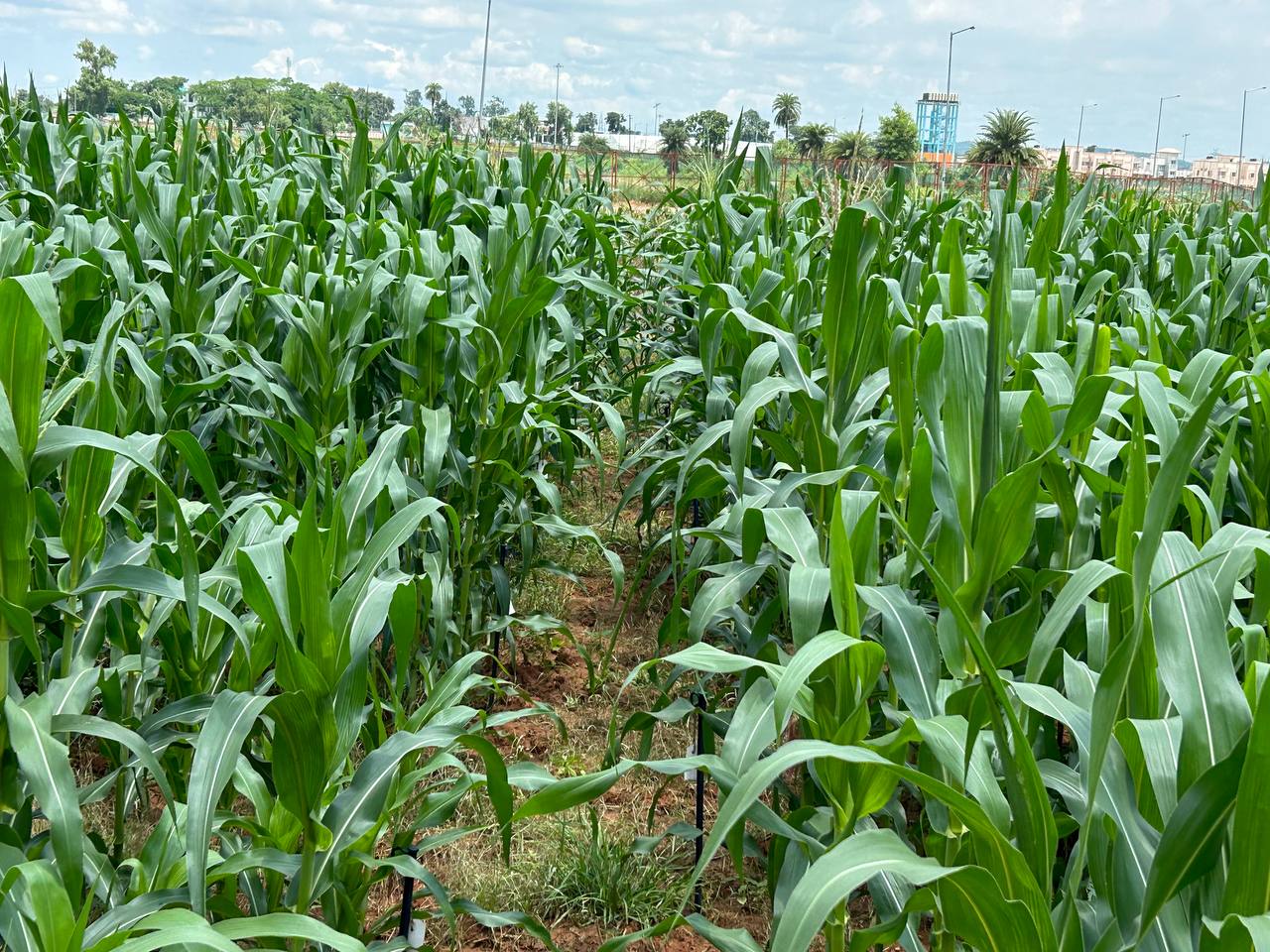 crops